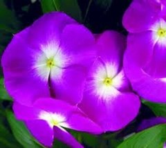 40   Orchid Vinca Periwinkle Flower Seeds  Deer Resistant Long Lasting Annual Fr - £7.33 GBP