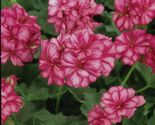 25 Precision Burgundy Ice Ivy Leaf Geranium Seeds, Burgundy and White Bl... - $12.99