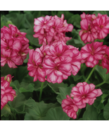 25 Precision Burgundy Ice Ivy Leaf Geranium Seeds, Burgundy and White Bl... - $12.99