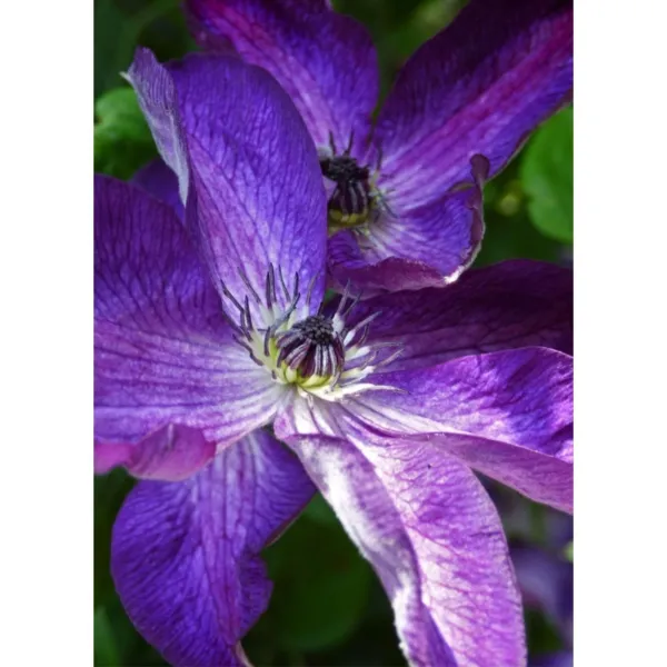 New 50 Italian Clematis Seeds Clematis Viticella Vining Plants 2 Fresh Garden - $9.98