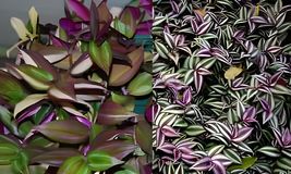 2 Types Variety Lot Tradescantia Tri Color Fluminensis &amp; Zebrina Wanderi... - $27.00