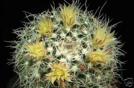 Mammillaria karwinskiana @J@ cacti rare cactus 20 SEEDS - £7.07 GBP