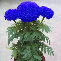 SG 25 Seeds Blue Marigold Flowers Easy to Grow Garden - $4.88