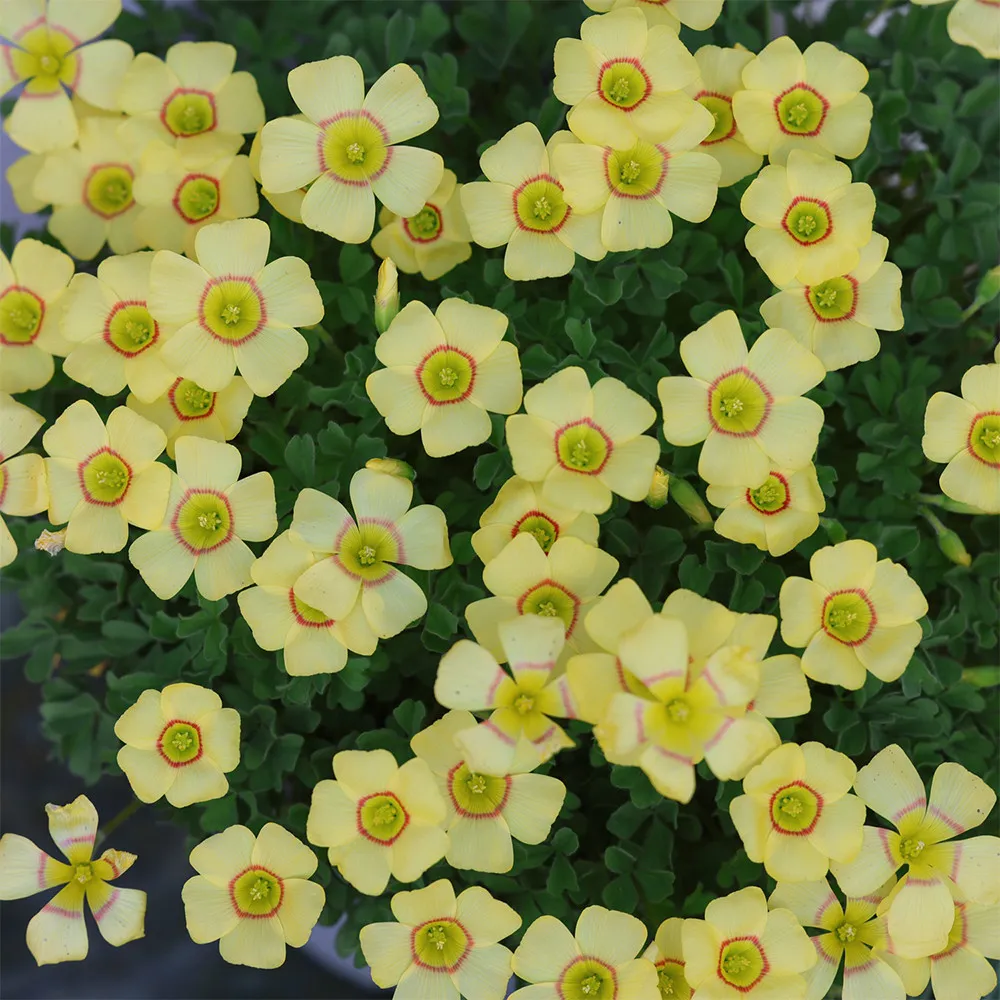 1 Bulb Red String Oxalis Obtusa Seeds for Garden - £21.39 GBP