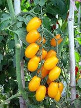 30 seeds, Yellow cherry Tomato seeds - $5.00