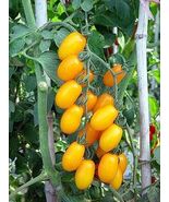 30 seeds, Yellow cherry Tomato seeds - $5.00