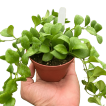 Hoya Heuschkeliana, 4" Pot, Rare Botanical Plant with Sweet Fragrance - $1,038.01 MXN