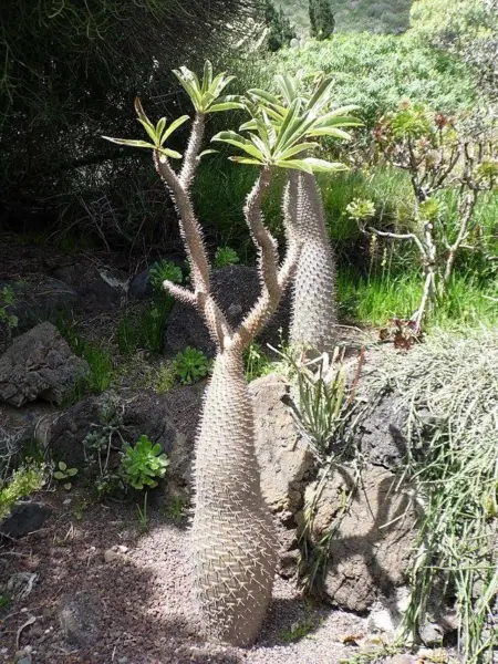 Pachypodium Geayi Elephant&#39;S Foot Madagascar Palm 10 Seeds Fresh Garden - £23.64 GBP