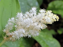 10 Seeds Solomon&#39;S Spike White Western False Seal Maianthemum Racemosum Flower  - £7.65 GBP