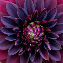 Gun-el New Black Dahlia Flower Seeds - $10.00