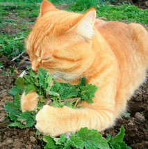 Fresh Catnip Seeds For Planting Cat Toy Catnips Catmint Catswort Herb Seed  - £4.73 GBP