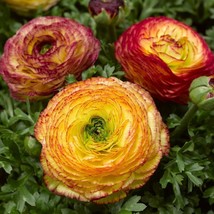 Ranunculus Seeds Mache Lemon Rose Bicolor 25 Seeds Pelleted Seeds Gardening USA  - £12.99 GBP