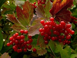 20 Highbush Cranberry Viburnum Trilobum High Yield seeds  - $4.58