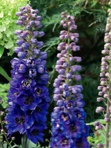 200 Magic Fountains Dark Blue Bee Delphinium  Non-GMO, Heirloom, Fast Shipping - £6.92 GBP