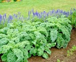 600 Seeds Vates Blue Curled Scotch Kale Seed Organic Spring Fall Garden ... - $8.99