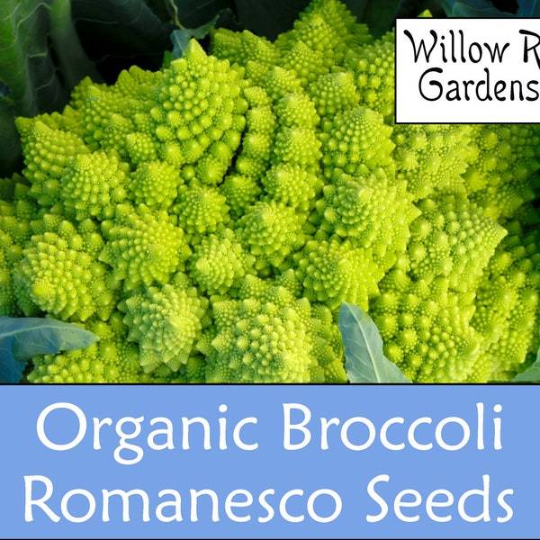 Broccoli Bulbs Organic Romanesco Broccoli Seeds 100 Seeds Plant Fresh Seeds - Seeds ...