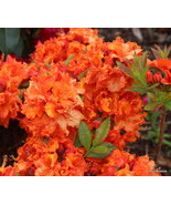 Gibraltar Deciduous Azalea Rhododendron Small Rooted Starter Plant Fresh... - €40,50 EUR