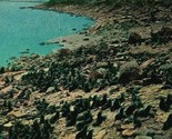Pribolof Islands AK Seals on Pribolof Islands 1916 Postcard Lowman &amp; Han... - £3.13 GBP