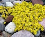 Alyssum Sun Yellow Flower Ground Cover 300 Pure Seeds - £5.21 GBP