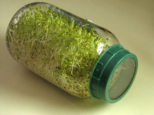 4000 SEEDS - Alfalfa great for seed sprouting sprouts-  - $11.05