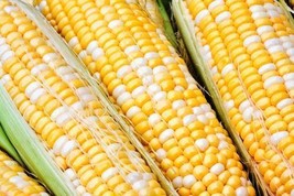 Sweet Corn Essence Sweet Corn 50 Seeds Fresh Garden - £7.22 GBP