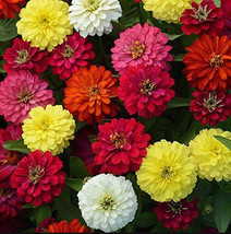 Grow In US Zinnia Thumbelina 50+ Seeds Heirloom Open Pollinated ping - £6.61 GBP