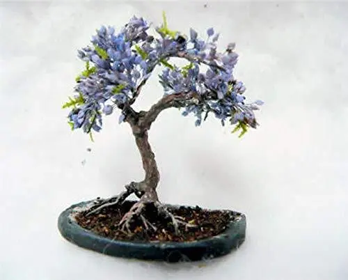 Blue Jacaranda Tree Seeds (20 Pack) Excellent Bonsai Specimen Exotic Floweri Gar - $21.98