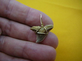 s320-190 Fossil 15/16&quot; Hemipristis RARE Shark Tooth Teeth JEWELRY pendant silver - £11.19 GBP