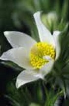 THJAR 20 Pure White Anemone Pulsatilla (Pasque) / Flower Seeds - $6.74