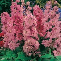 Best Delphinium Larkspur Astolat 50 Seeds - $8.79