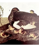 Willow Ptarmigan Bird 1946 Color Art Print John James Audubon Nature DWV2G - $745.38 MXN