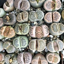 Assorted Lithops Seeds - 10/100 Colorful Mix, Easy-Grow Exotic Succulents, Uniqu - £6.02 GBP
