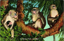 Monkeys of the Monkey Jungle Advertising Miami Florida FL Linen Postcard UNP - $3.91