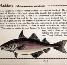 Haddock 1939 Salt Water Fish Gordon Ertz Color Plate Print Antique PCBG19 - $570.01 MXN