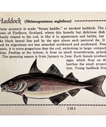 Haddock 1939 Salt Water Fish Gordon Ertz Color Plate Print Antique PCBG19 - $570.01 MXN