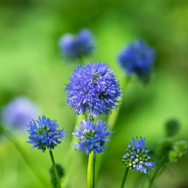 GLOBE GILIA (Queen Anne’s Thimble) Seeds Flower Seeds Home Garden 100 Seeds - $8.95