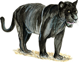 Item image 1 image 1