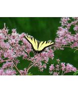 SHIPPED FROM US 40,000 Spotted Joe Pye Weed Seeds, ZG09 - £57.66 GBP