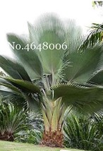 100 pcs Travelers Palm Flores Bonsai Seeds FROM GARDEN - £9.78 GBP