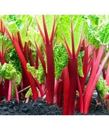 SDC Swiss Chard Rhubarb Seeds Easy Grow Seeds Easy Grow - $14.20