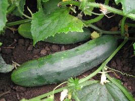 30 Marketmore 76 Cucumber Seeds Easy Vegetable Garden Patio Container  - £14.37 GBP