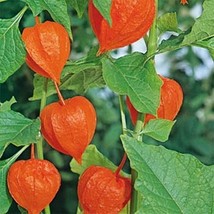 LimaJa Chinese Lantern Physalis Alkekengi 50 Seeds, LimoJaya Best SALE - $4.10 CAD