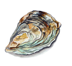 Oyster Shell Sticker Decal Home Office Dorm Wall Exclusive Art Tablet Ce... - £5.46 GBP+