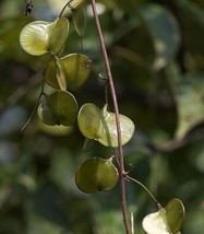 THJAR Dioscorea Oppositifolia | Chinese Wild Yam | Cinnamon Vine | 20_Seeds - £19.22 GBP