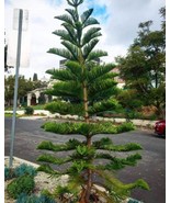 Norfolk Island Pine Araucaria Heterophylla 20 Seeds - $7.80