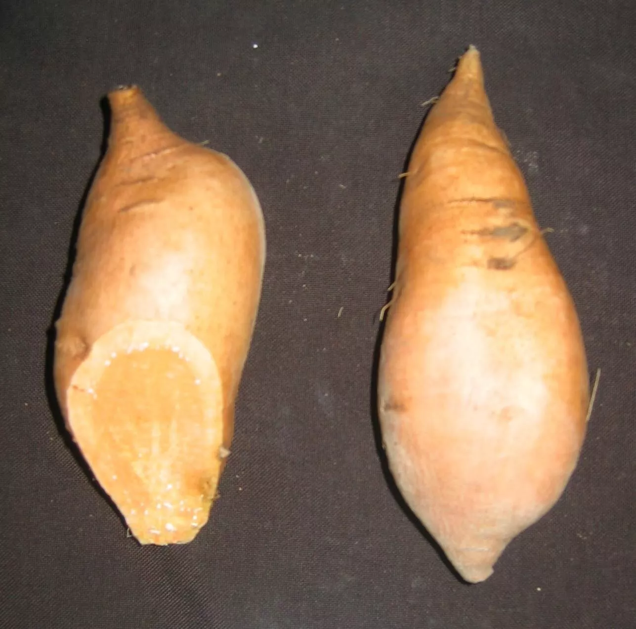 10 Sweet Potato Slips Plants - Bunch Porto Rico (Bush) - Non GMO &amp; Chemi... - $26.99