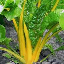 100 Ct Canary Yellow Swiss Chard Seeds Vegetable Garden NON-GMO - £9.79 GBP