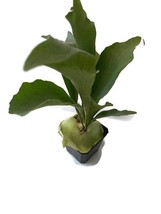 Staghorn Fern (Platycerium Bifurcatum) in a 4 inch pot! Easy care!  - £15.94 GBP