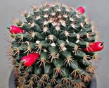 Mammillaria Cactus Fishhook Cactus - $11.53