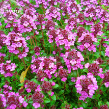 Thymus serpyllum &#39;Creeping Thyme&#39; Ground Covers, 20 seeds, wild thyme E3921 FROM - £3.57 GBP